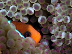 This fella thought i could'nt see him. Clown fish- Great ... by Joshua Miles 